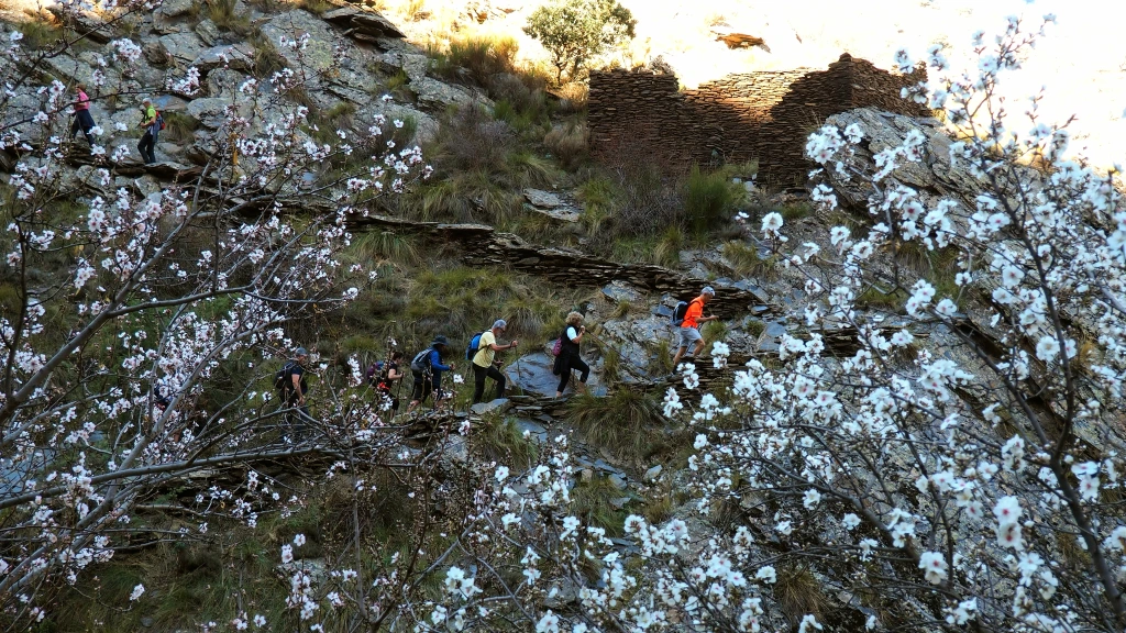 Antigua escarihuela entre almendros en el Barrancón de Bacares