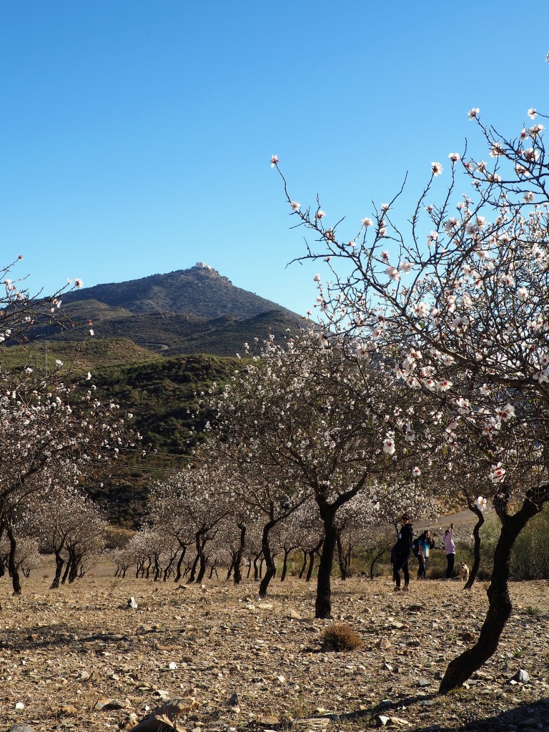 Almendros en flor con el cerro de Monteagud en el horizonte